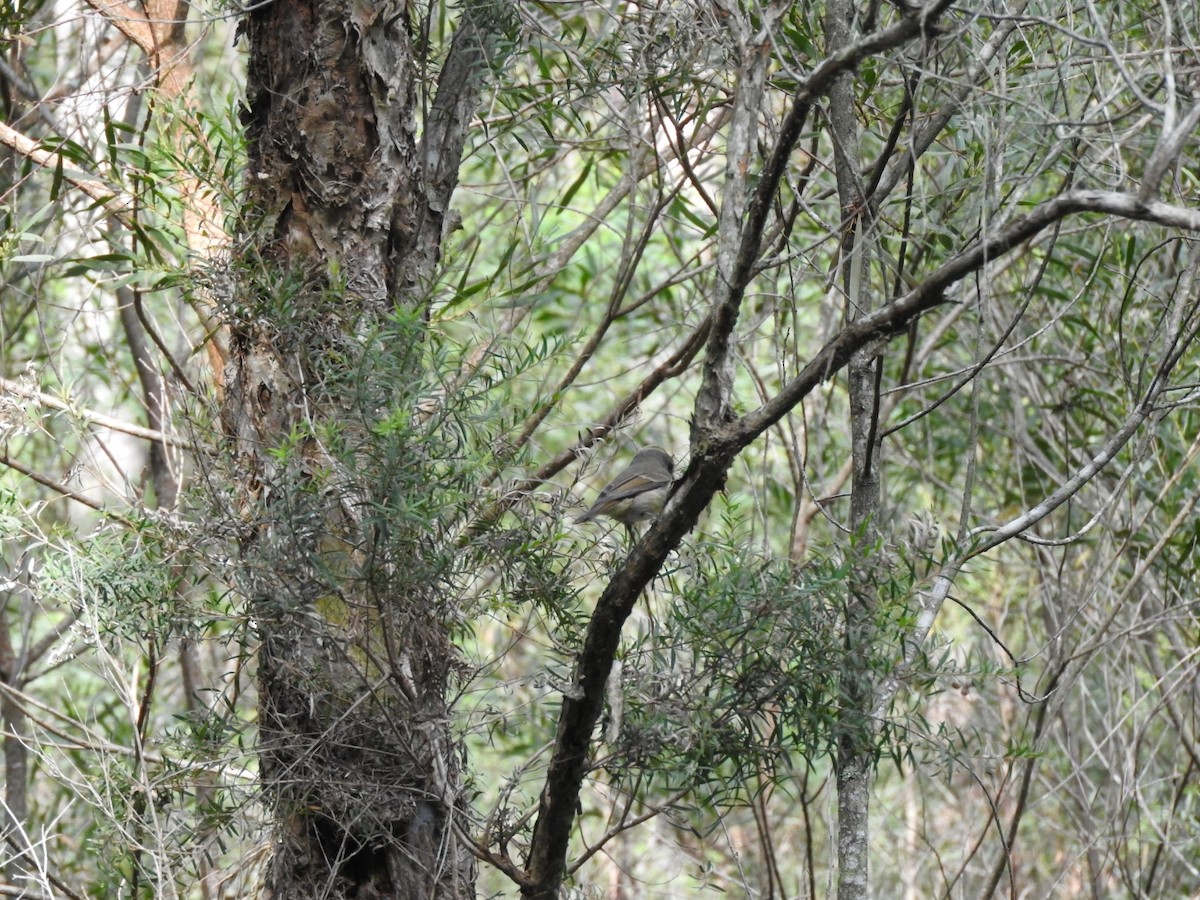 Golden Whistler - ML634446620
