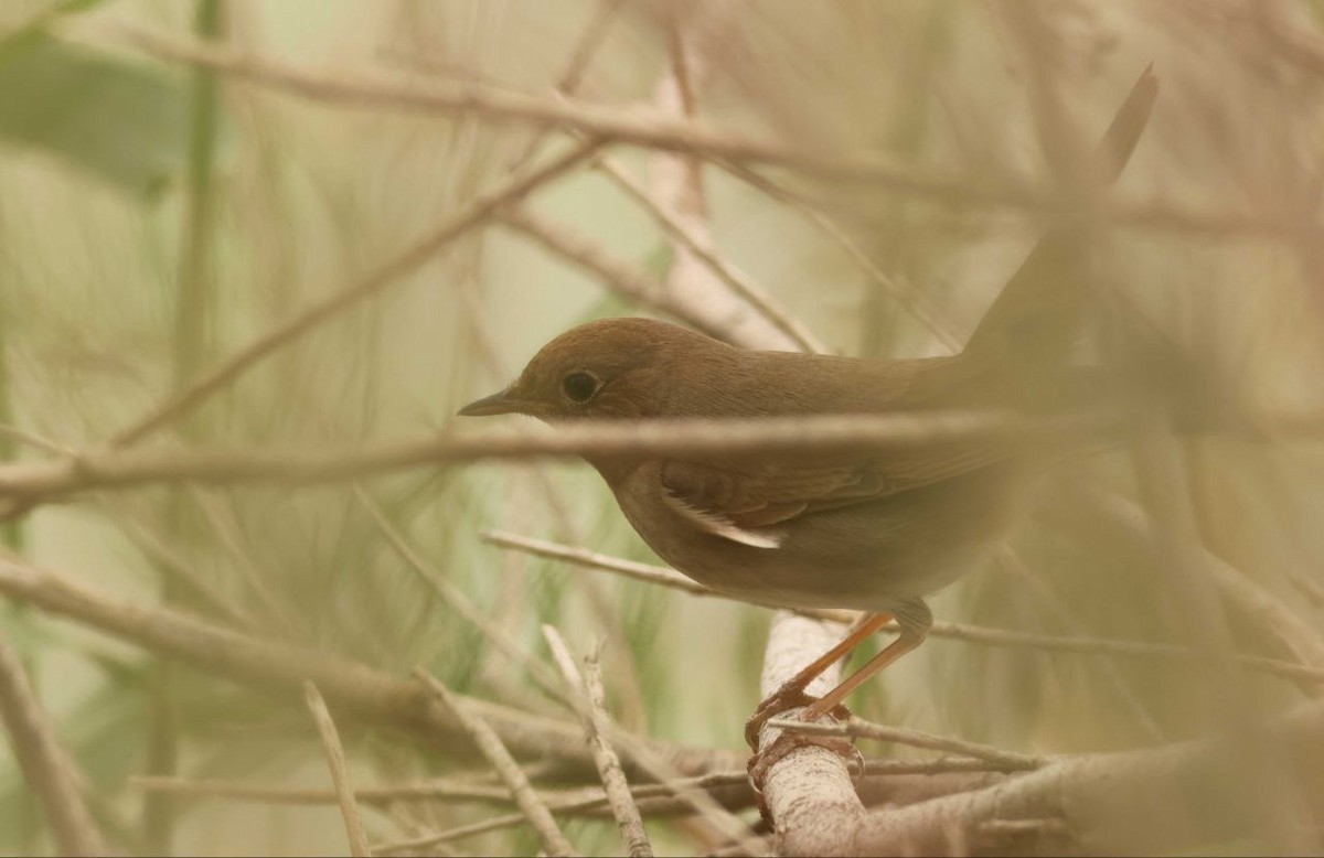 Thrush Nightingale - ML634446751