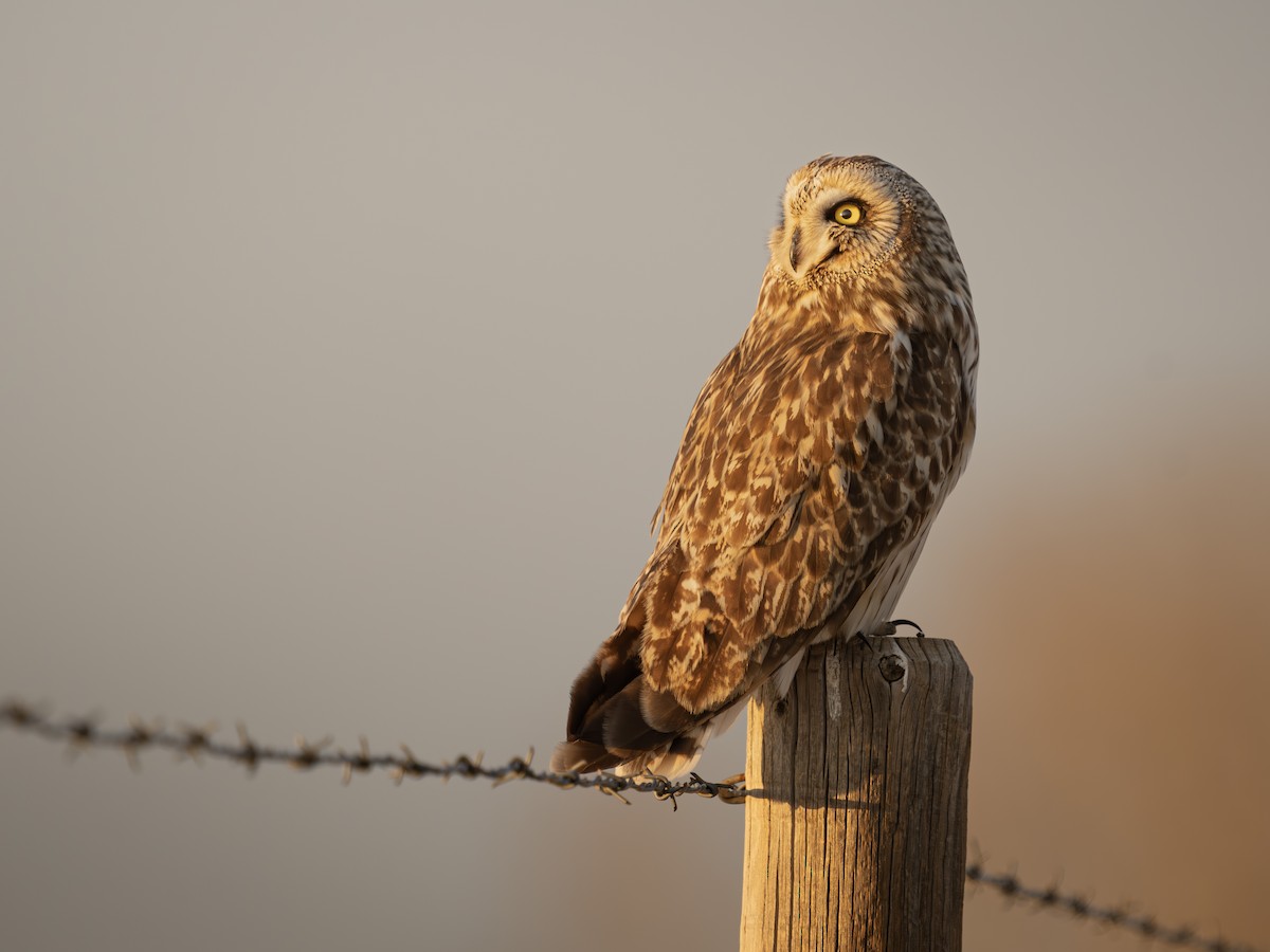 Gufo di palude - ML634447324