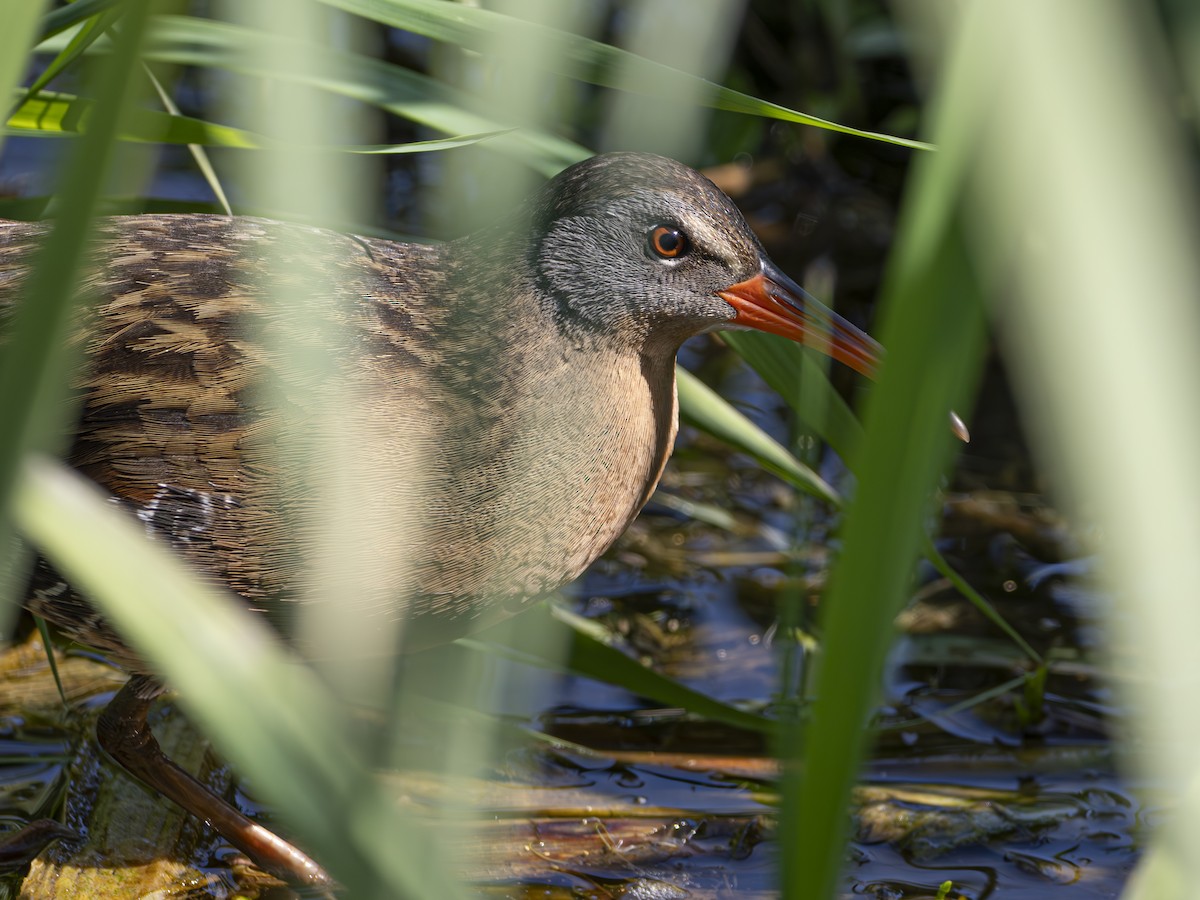 Virginia Rail - ML634447442