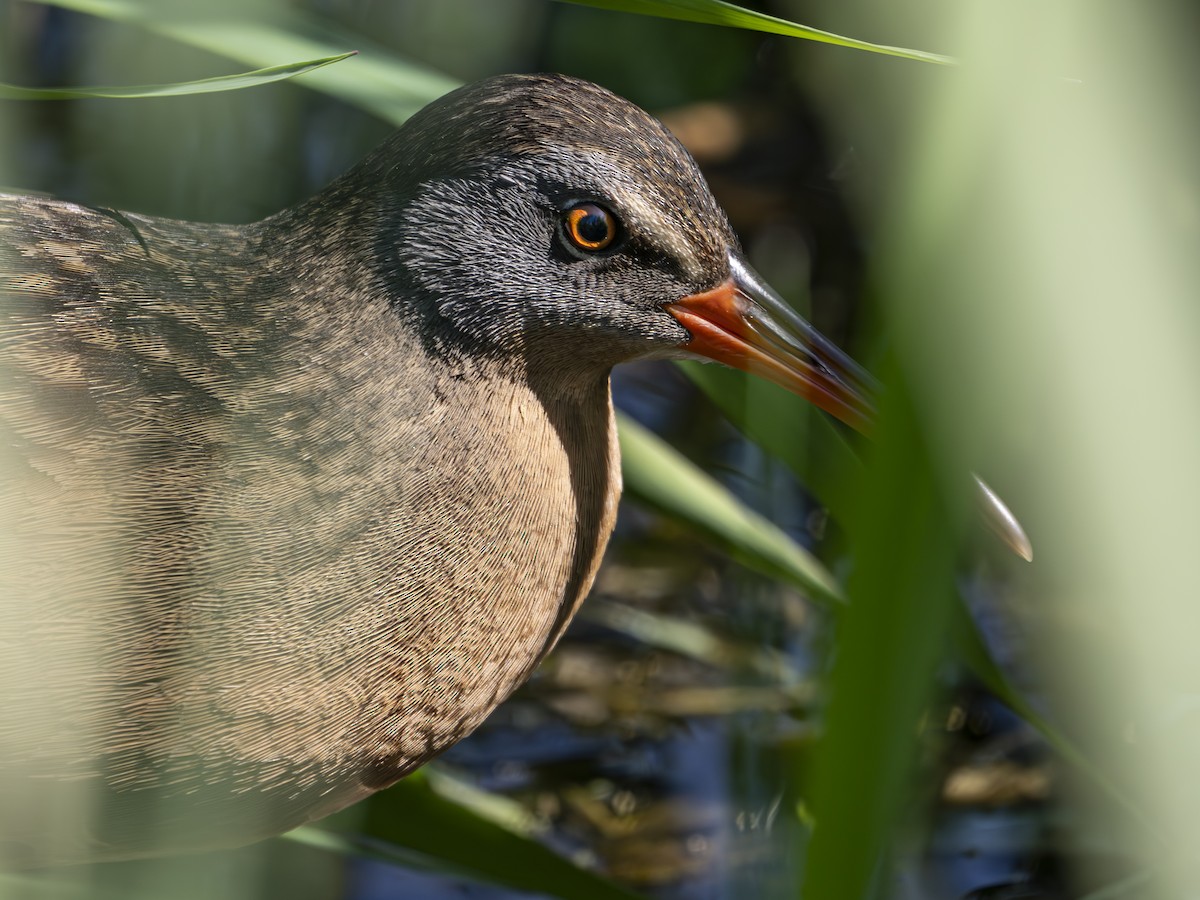 Virginia Rail - ML634447443