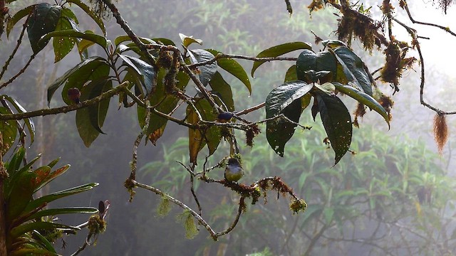 Pale-edged Flycatcher - ML634447502