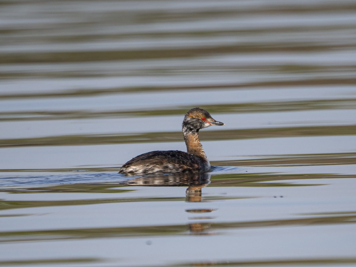 Ухаа шунгуур - ML634447504