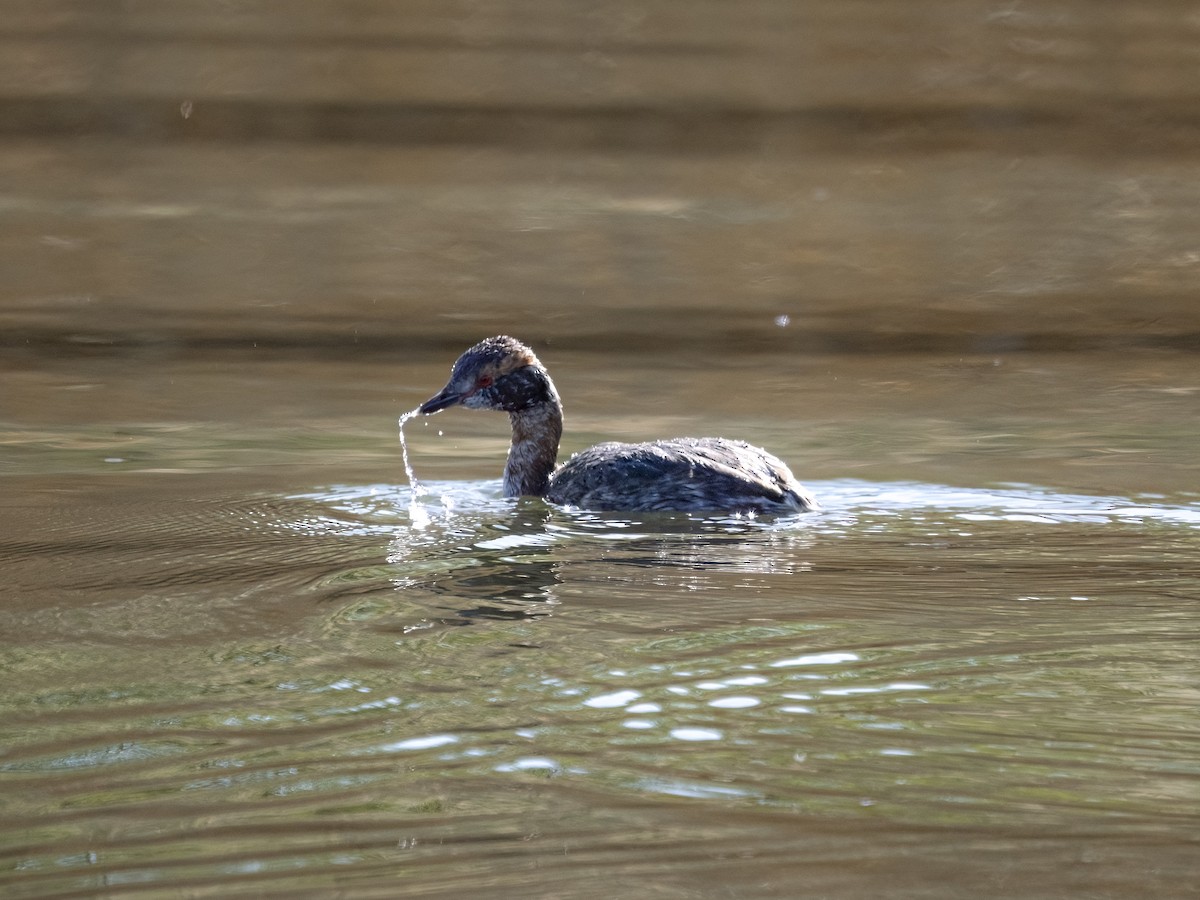 Ухаа шунгуур - ML634447505