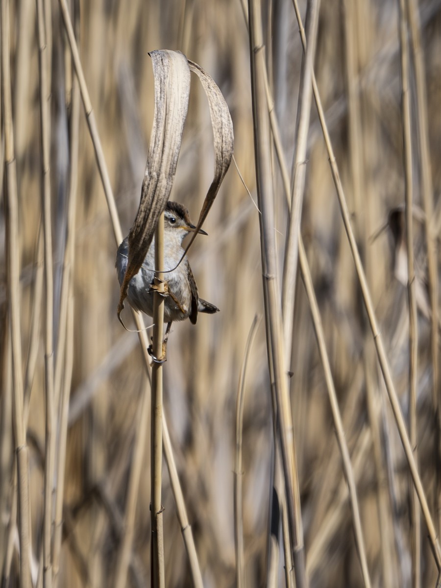 Marsh Wren - ML634447539