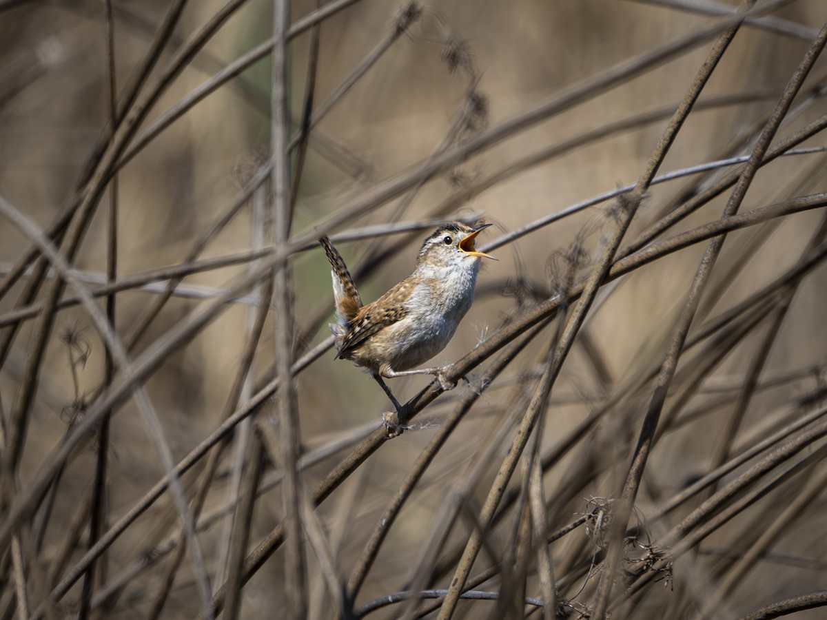 Marsh Wren - ML634447540