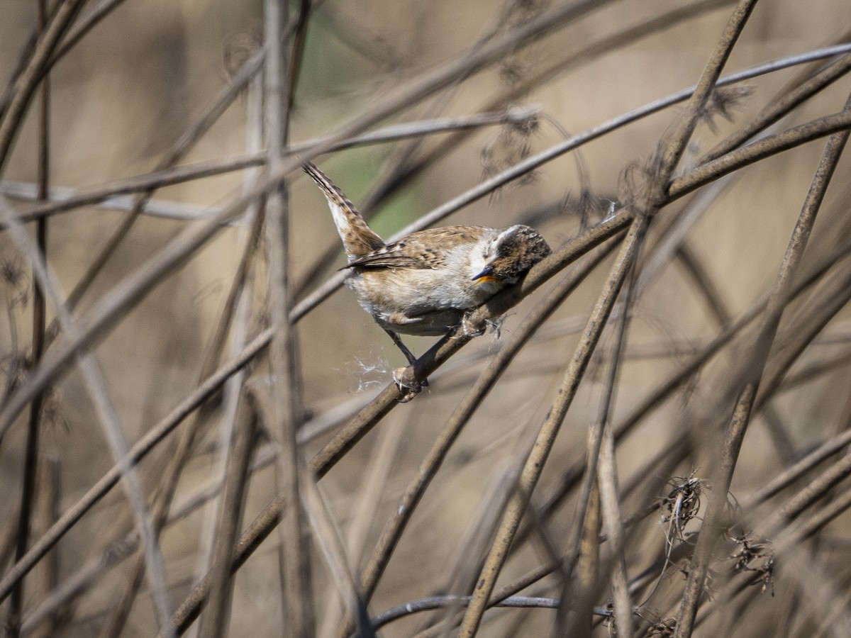 Marsh Wren - ML634447541