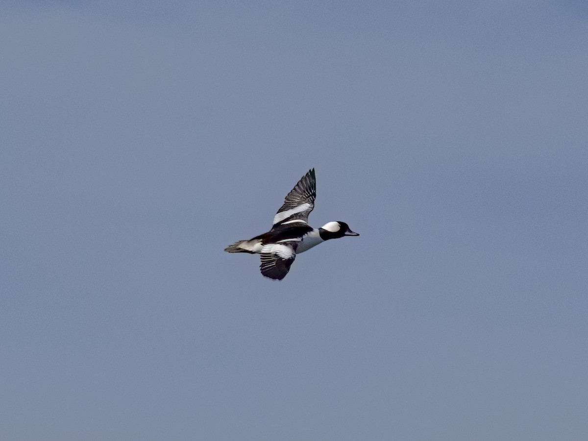 Bufflehead - ML634447566