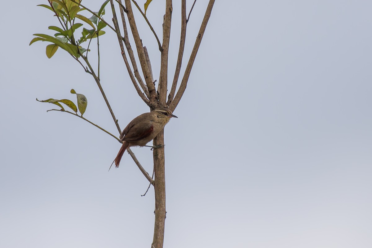 Olive Spinetail - ML634447641