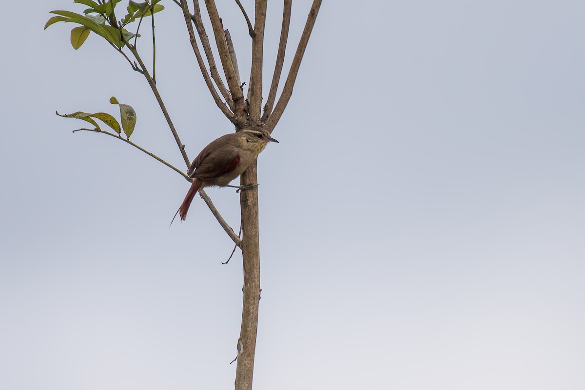 Olive Spinetail - ML634447642