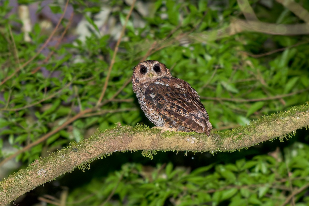 Long-tufted Screech-Owl - ML634447656