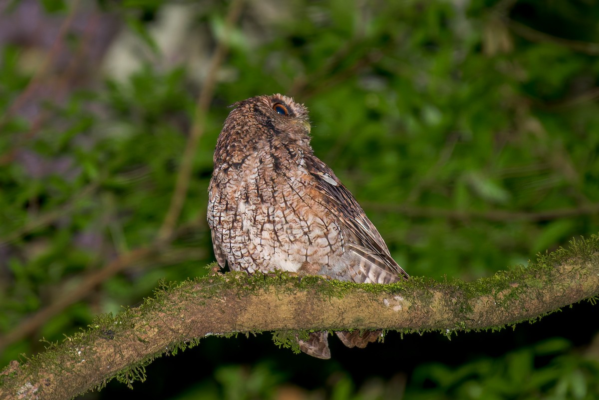Long-tufted Screech-Owl - ML634447657