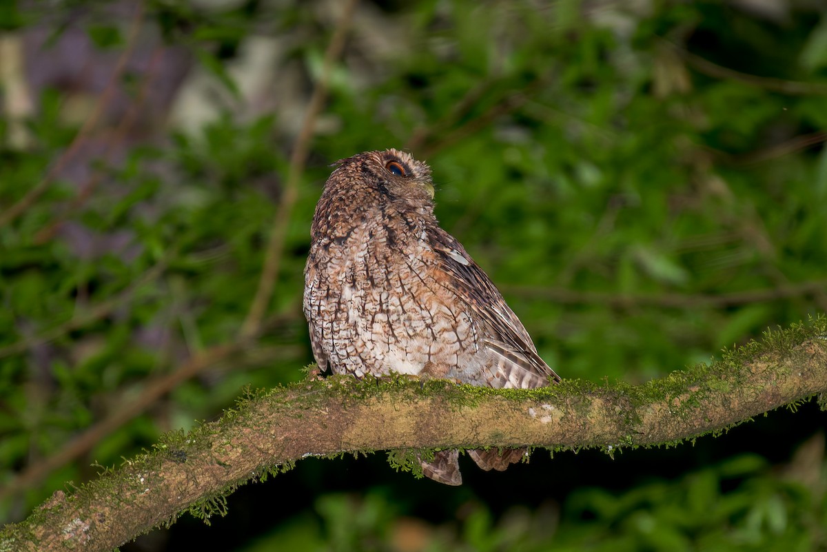 Long-tufted Screech-Owl - ML634447658