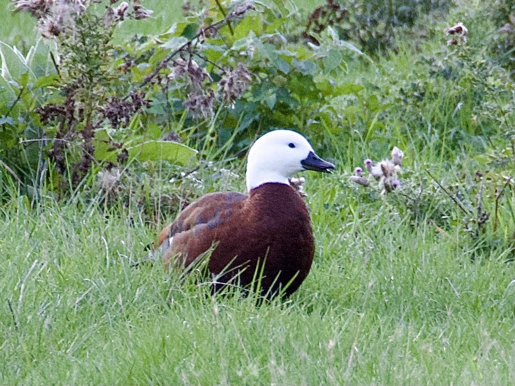 Paradise Shelduck - ML634447708