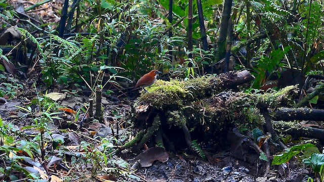 White-bellied Antpitta - ML634447724