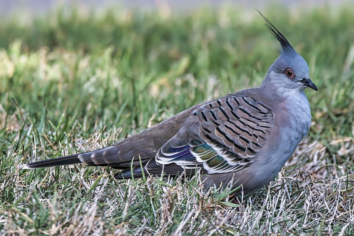 Crested Pigeon - ML634447777
