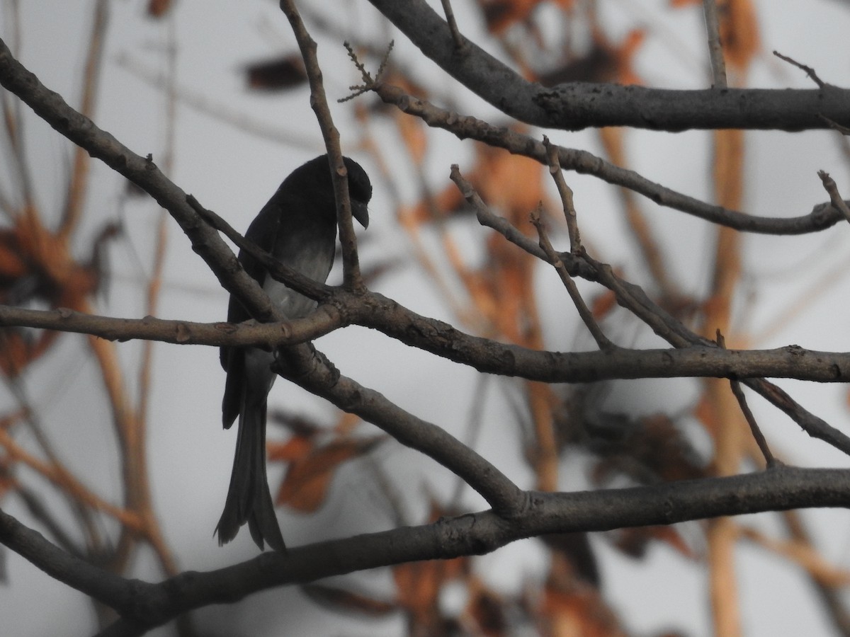 White-bellied Drongo - ML634447785