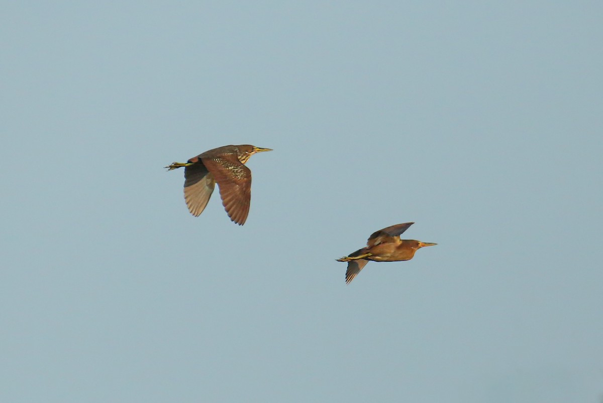 Cinnamon Bittern - ML634447786