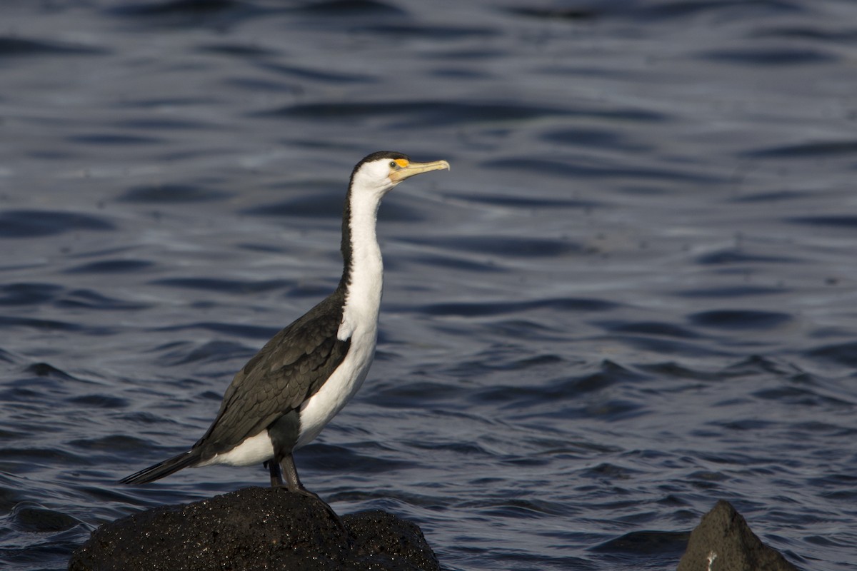 Pied Cormorant - ML63444781