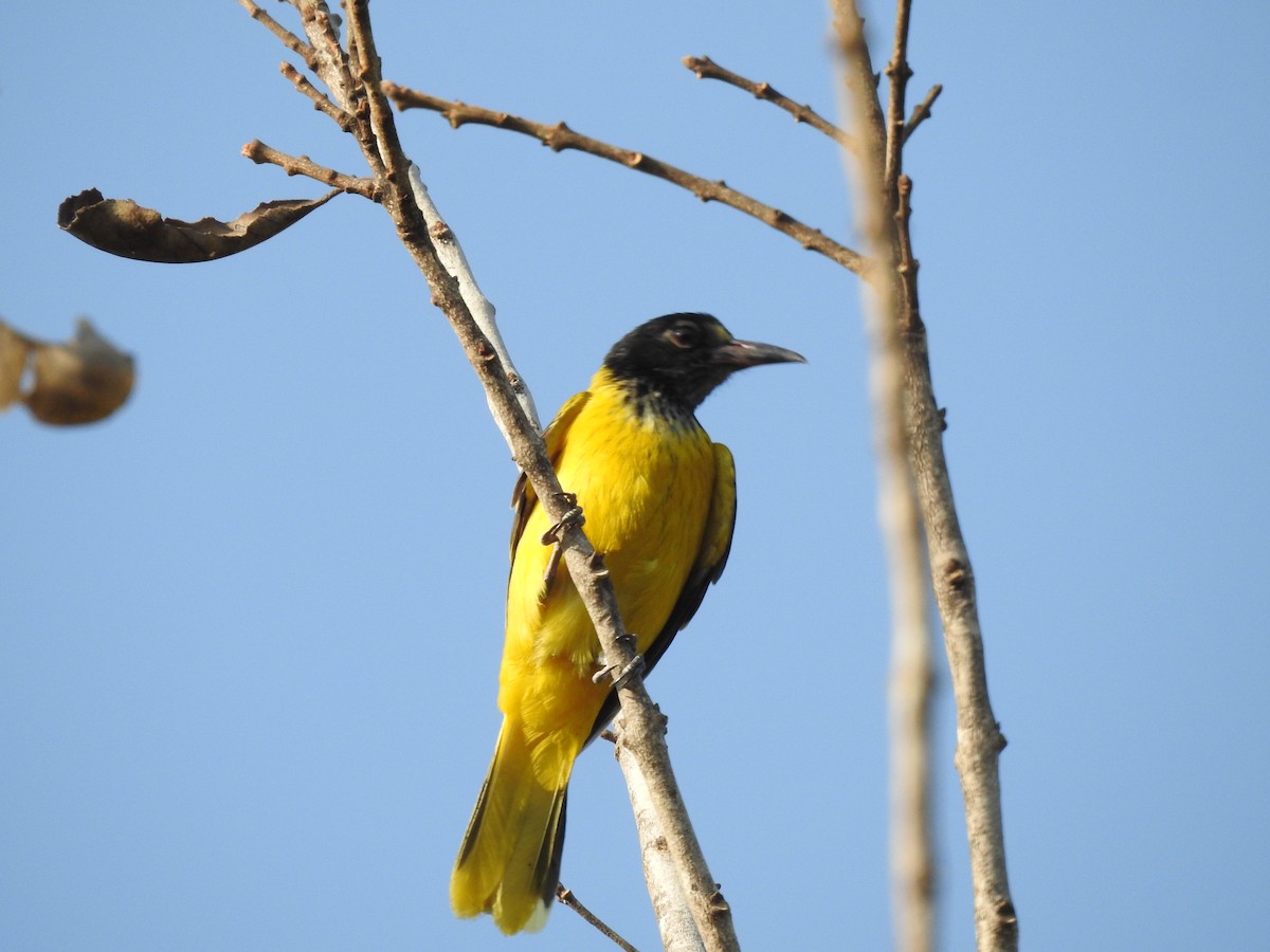 Black-hooded Oriole - ML634447850