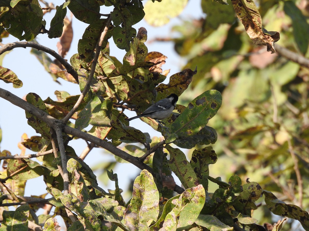 Asian Tit (Cinereous) - ML634447869
