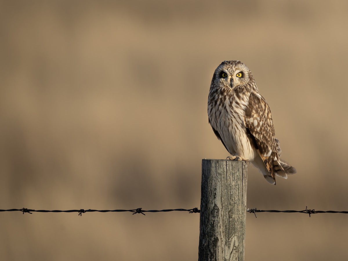 Gufo di palude - ML634447896