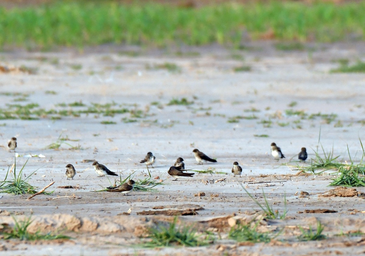 Gray-throated Martin - ML634447999