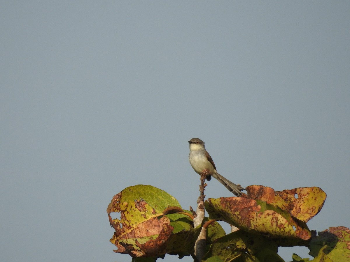 Gray-breasted Prinia - ML634448041
