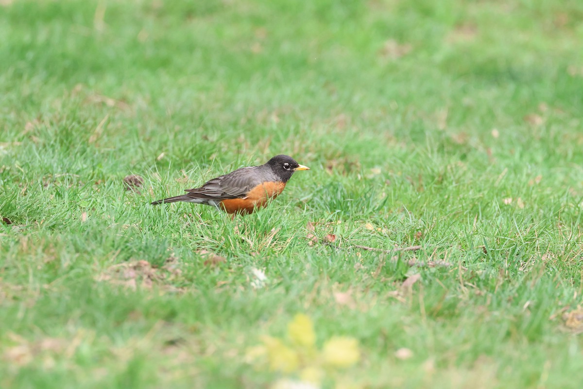 American Robin - ML634448062