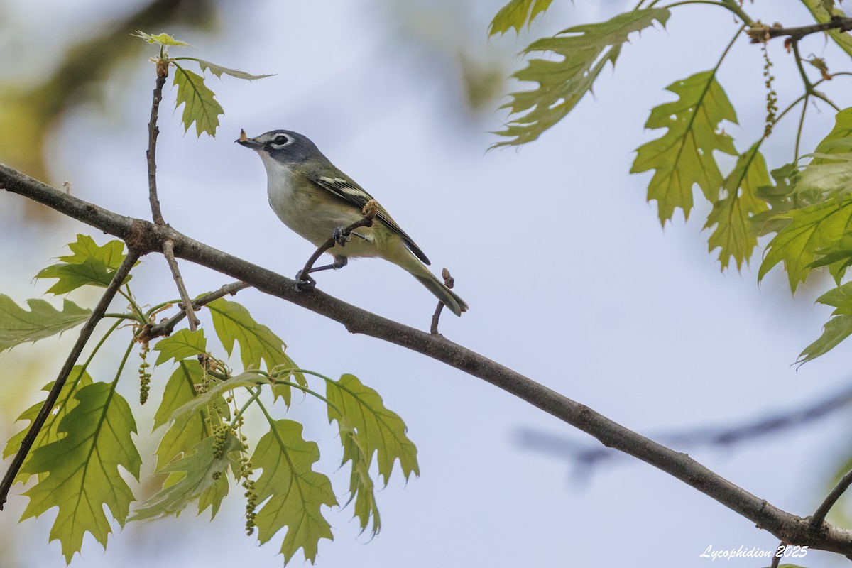 Blue-headed Vireo - ML634448069
