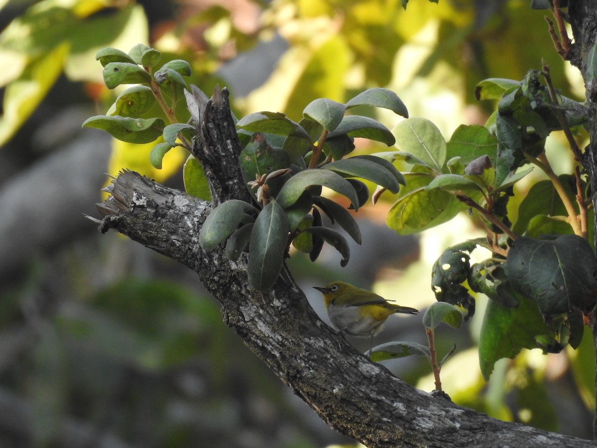 Indian White-eye - ML634448070