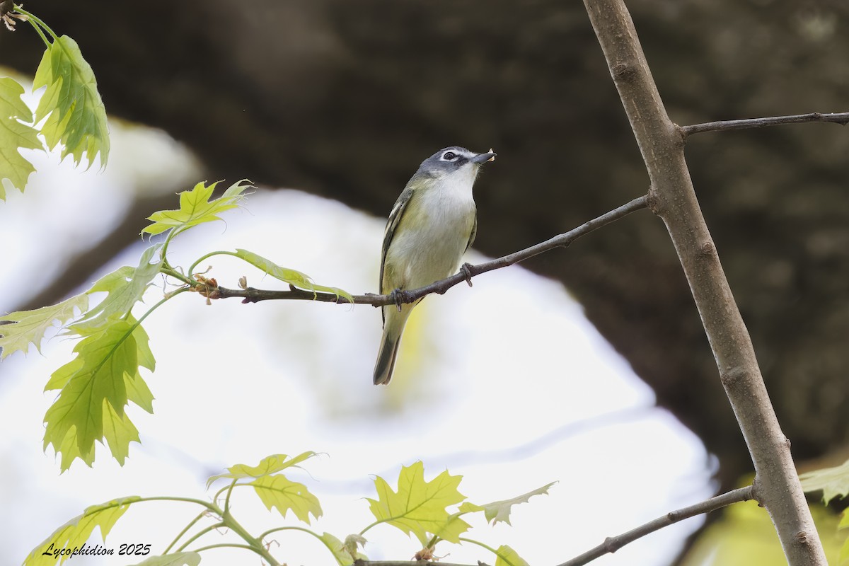 Blue-headed Vireo - ML634448077