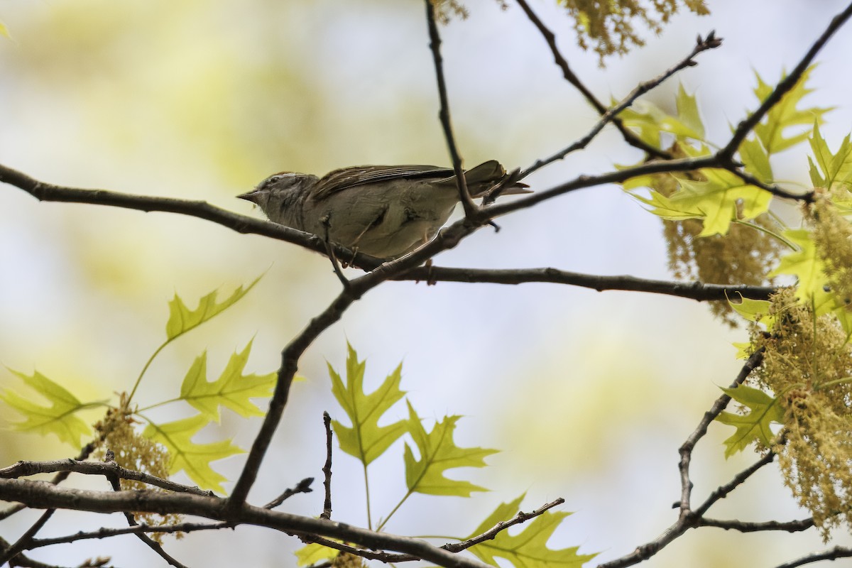 Chipping Sparrow - ML634448085