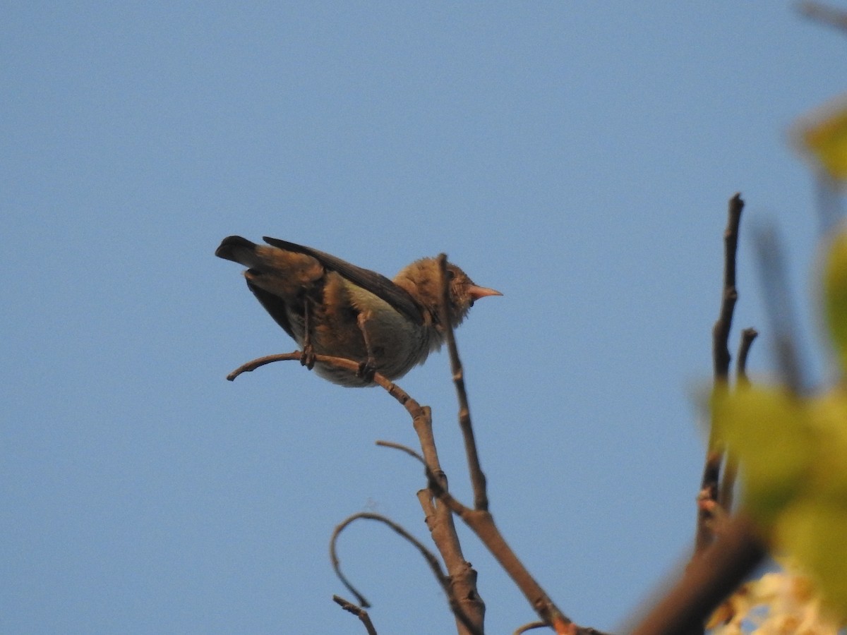 Pale-billed Flowerpecker - ML634448098