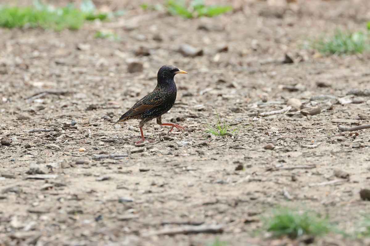 European Starling - ML634448100