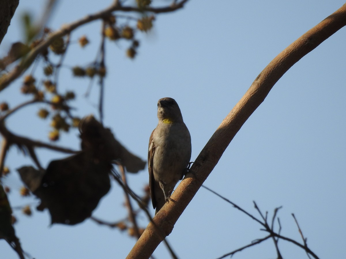 Yellow-throated Sparrow - ML634448113