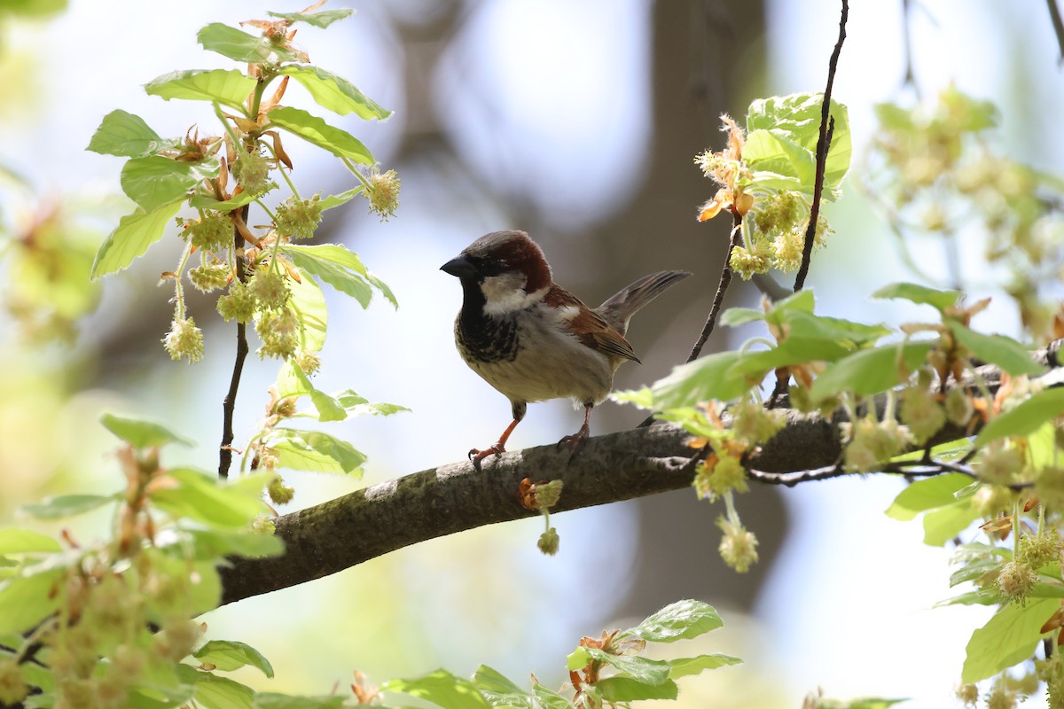 House Sparrow - ML634448114