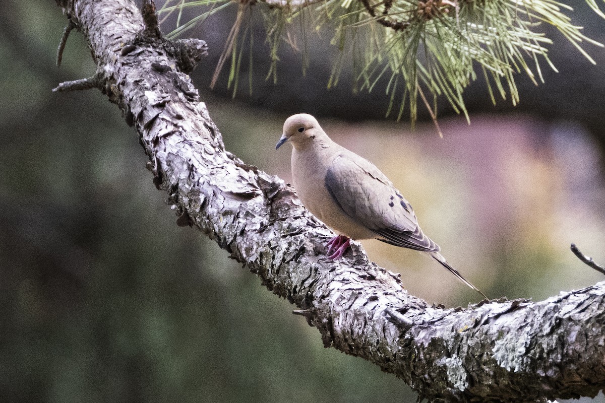 Mourning Dove - ML634448118