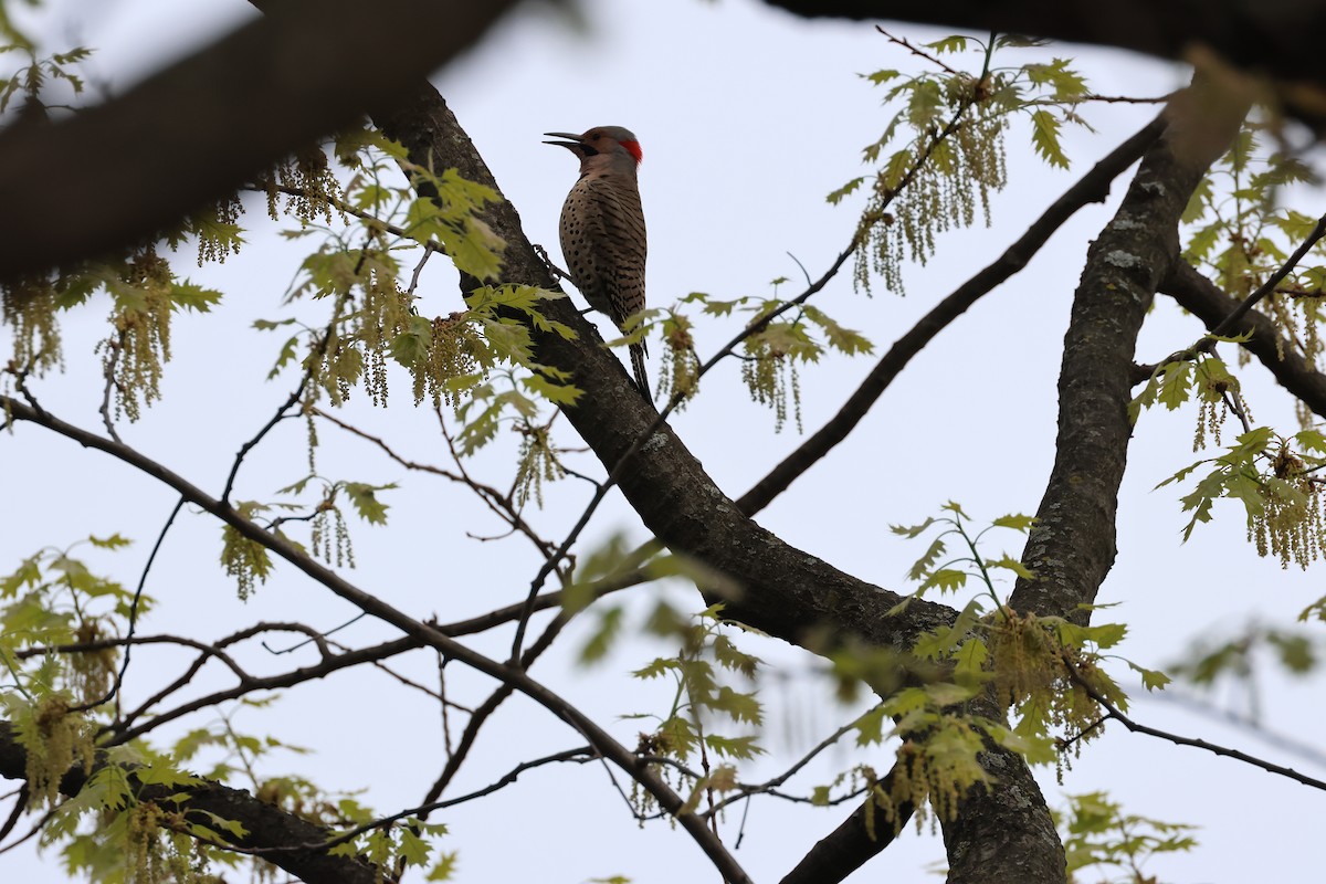 Northern Flicker - ML634448138