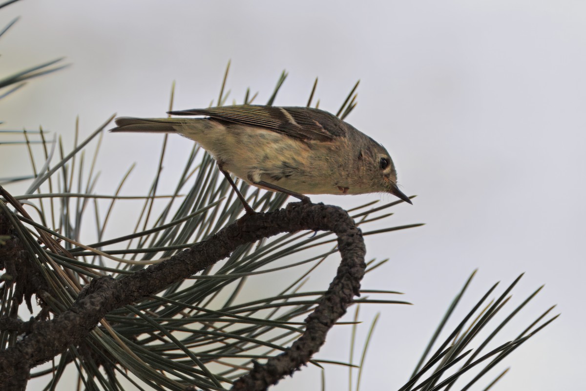 Ruby-crowned Kinglet - ML634448144