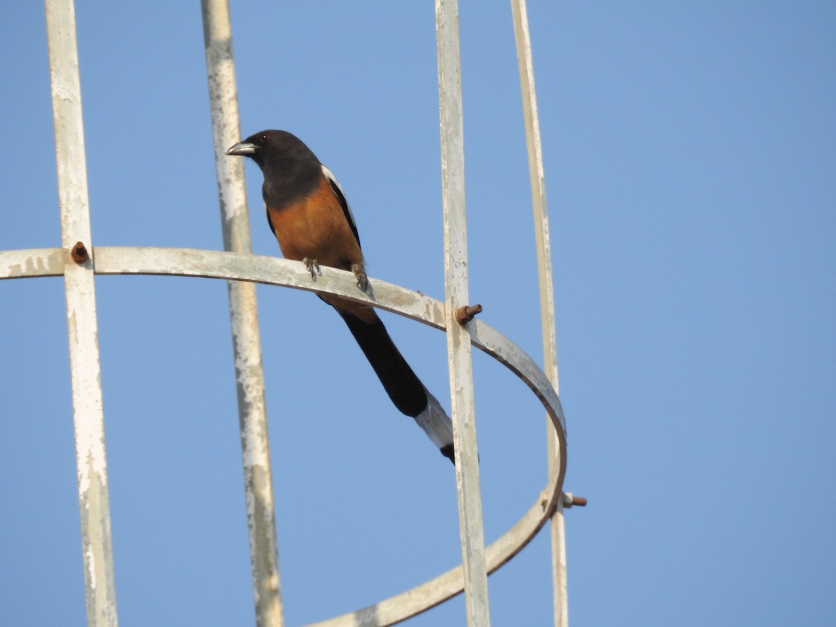 Rufous Treepie - ML634448149