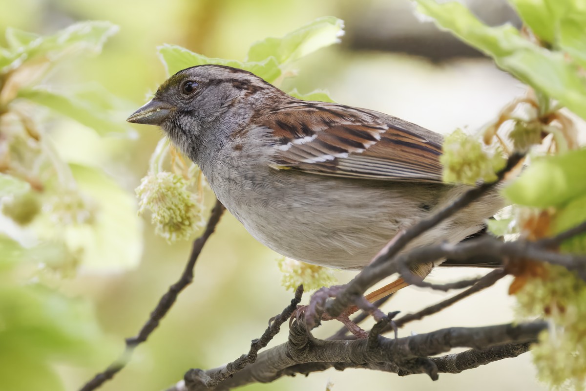White-throated Sparrow - ML634448154