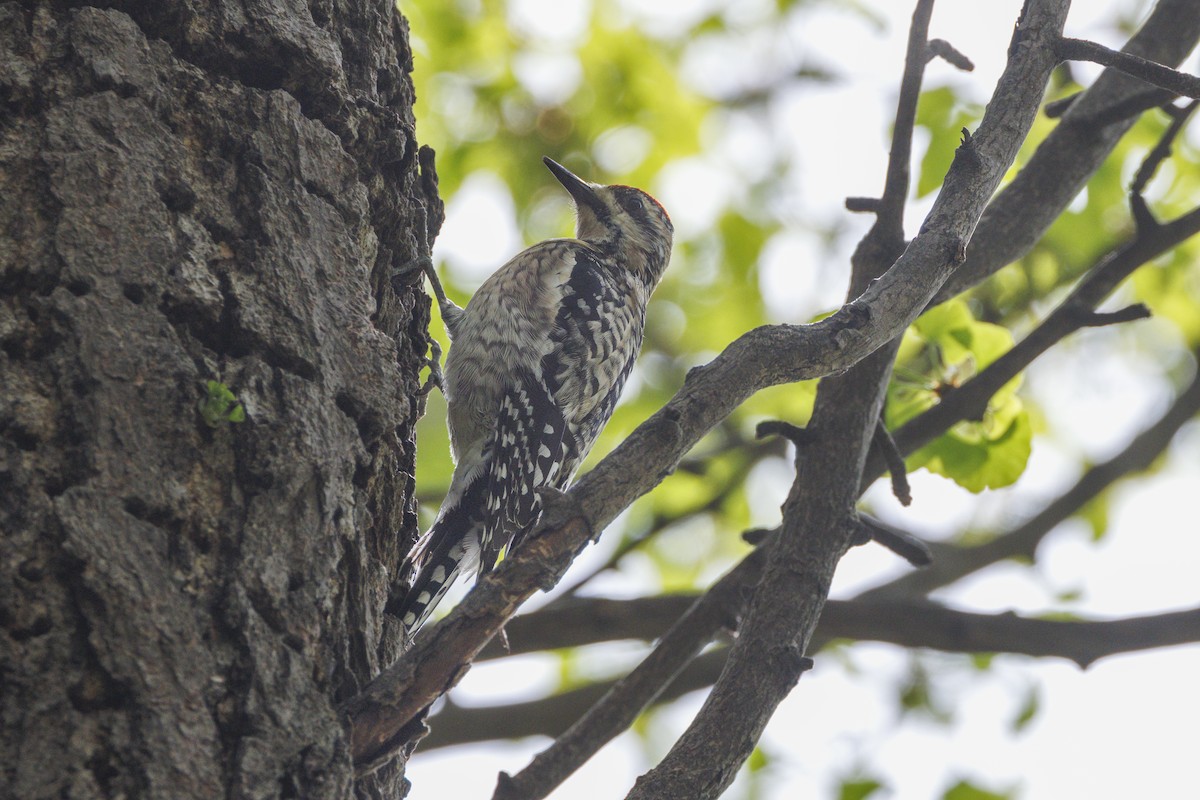 Yellow-bellied Sapsucker - ML634448167