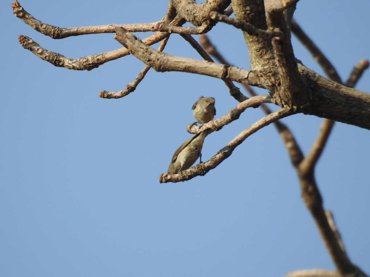 Thick-billed Flowerpecker - ML634448170