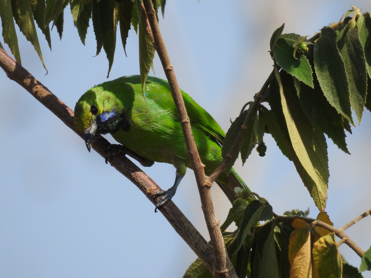 Jerdon's Leafbird - ML634448181