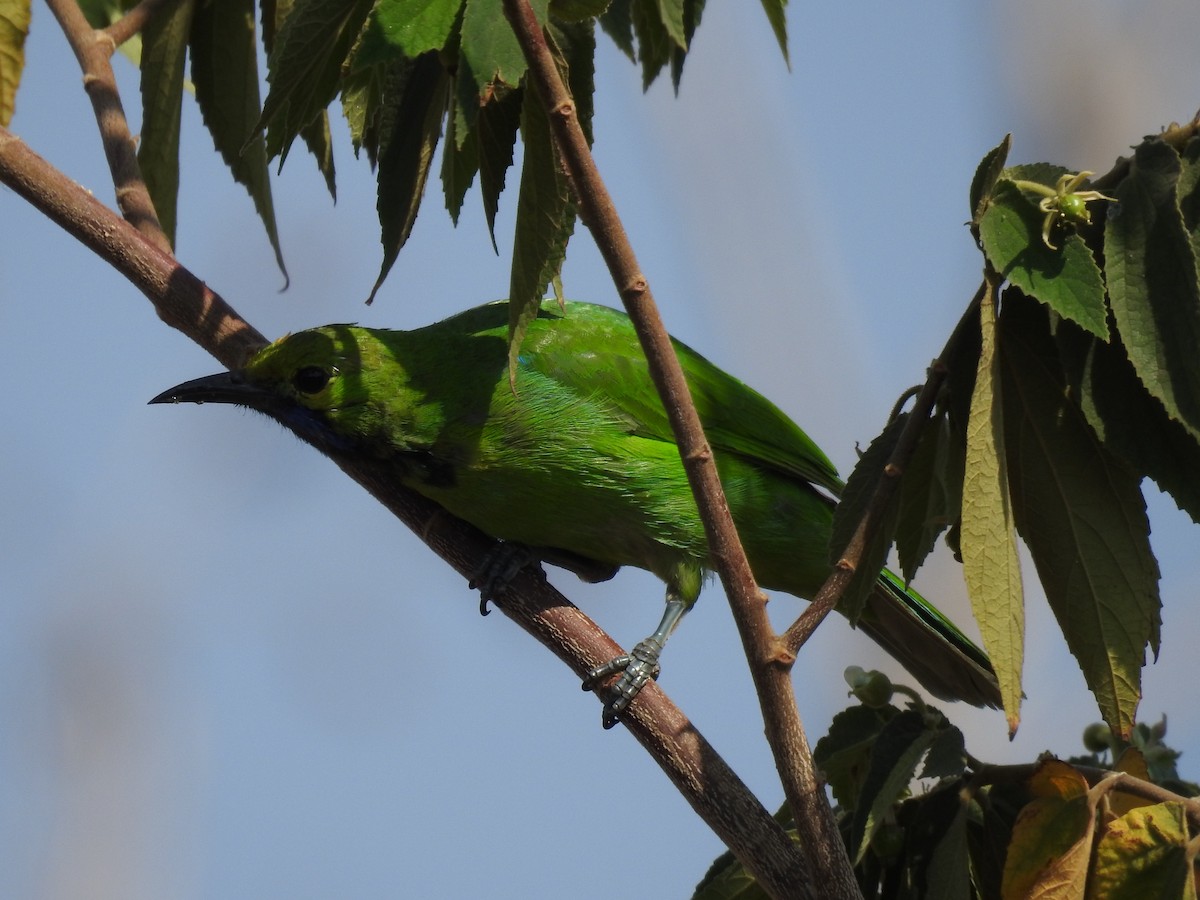 Jerdon's Leafbird - ML634448191