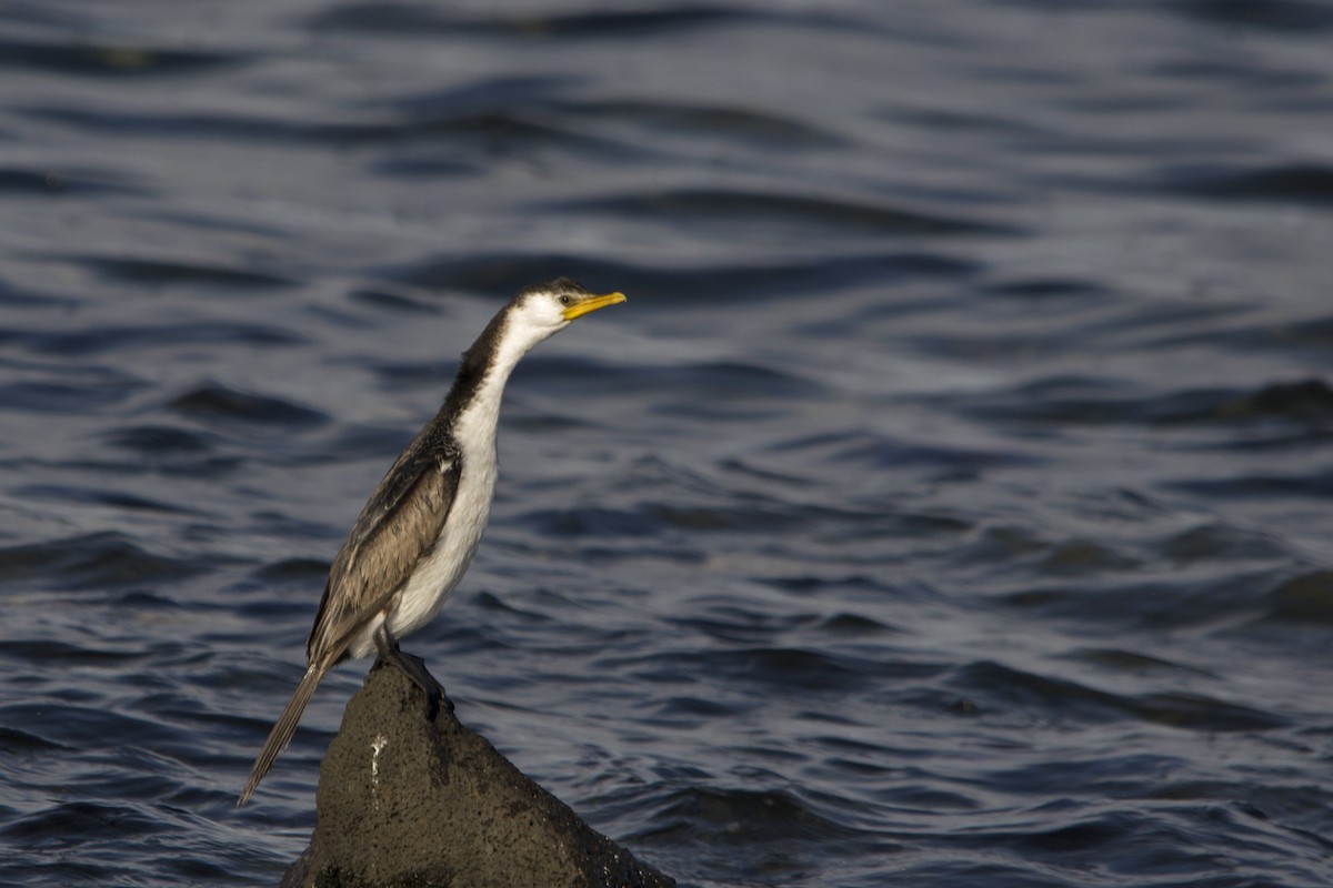 Little Pied Cormorant - ML63444821