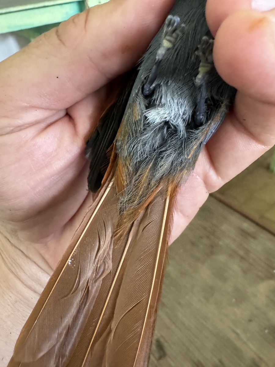 Rufous-vented Paradise-Flycatcher - ML634448499