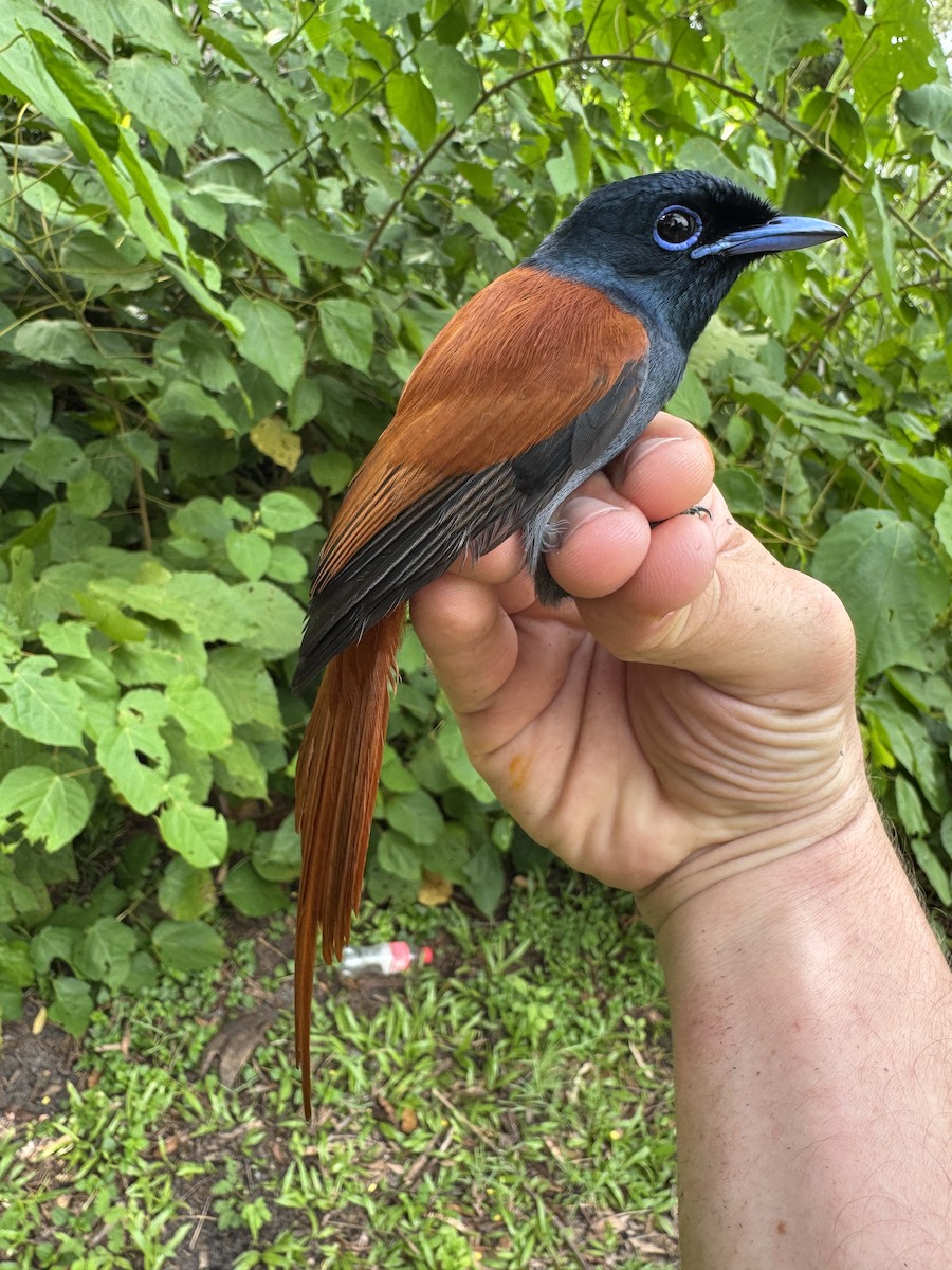 Rufous-vented Paradise-Flycatcher - ML634448501