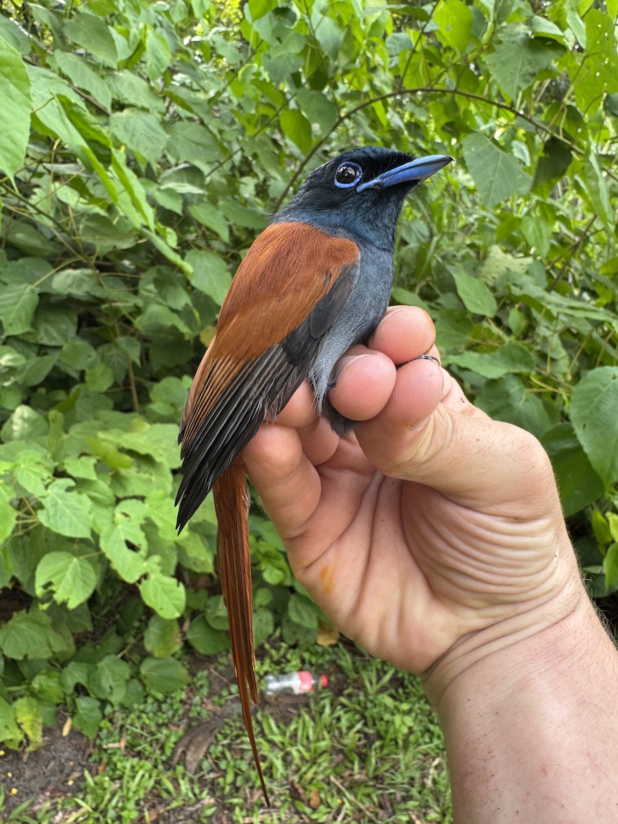 Rufous-vented Paradise-Flycatcher - ML634448502